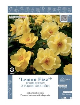 ROSIER BUISSON À FLEURS GROUPÉES LEMON FIZZ®