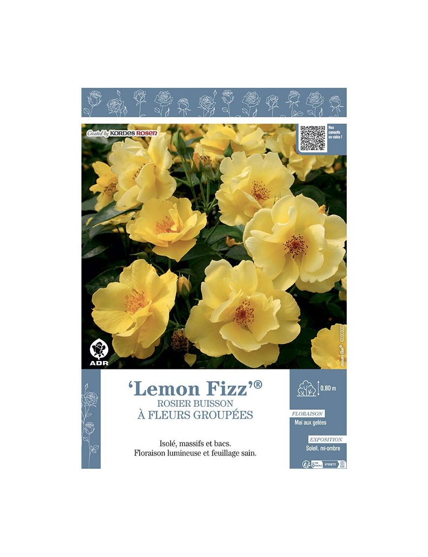 ROSIER BUISSON À FLEURS GROUPÉES LEMON FIZZ®