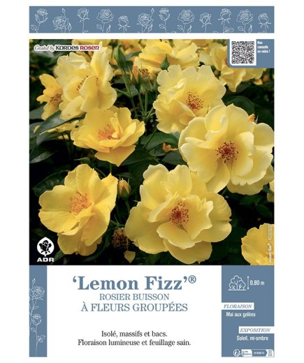 ROSIER BUISSON À FLEURS GROUPÉES LEMON FIZZ®