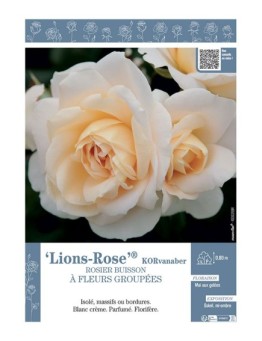 ROSIER BUISSON À FLEURS GROUPÉES LIONS-ROSE® Korvanaber