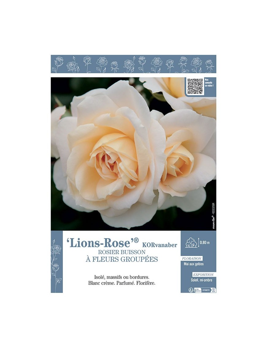 ROSIER BUISSON À FLEURS GROUPÉES LIONS-ROSE® Korvanaber