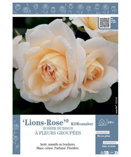 ROSIER BUISSON À FLEURS GROUPÉES LIONS-ROSE® Korvanaber