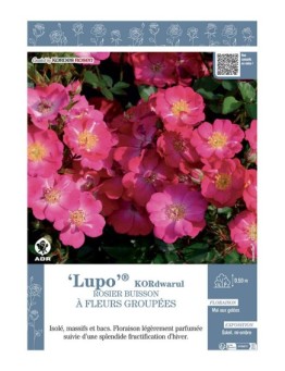 ROSIER BUISSON À FLEURS GROUPÉES LUPO® Kordwarul