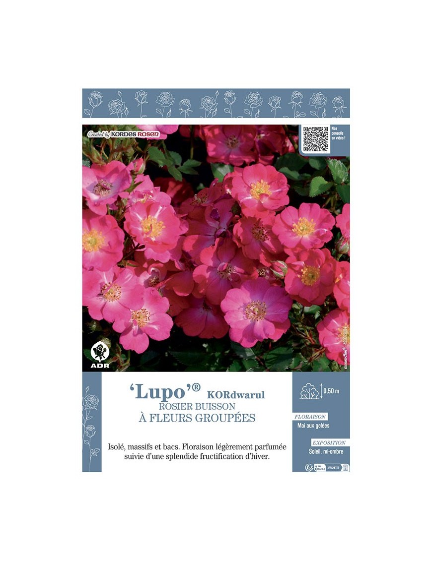 ROSIER BUISSON À FLEURS GROUPÉES LUPO® Kordwarul