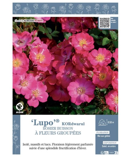 ROSIER BUISSON À FLEURS GROUPÉES LUPO® Kordwarul