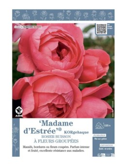 ROSIER BUISSON À FLEURS GROUPÉES MADAME D'ESTREE® Korgehaque