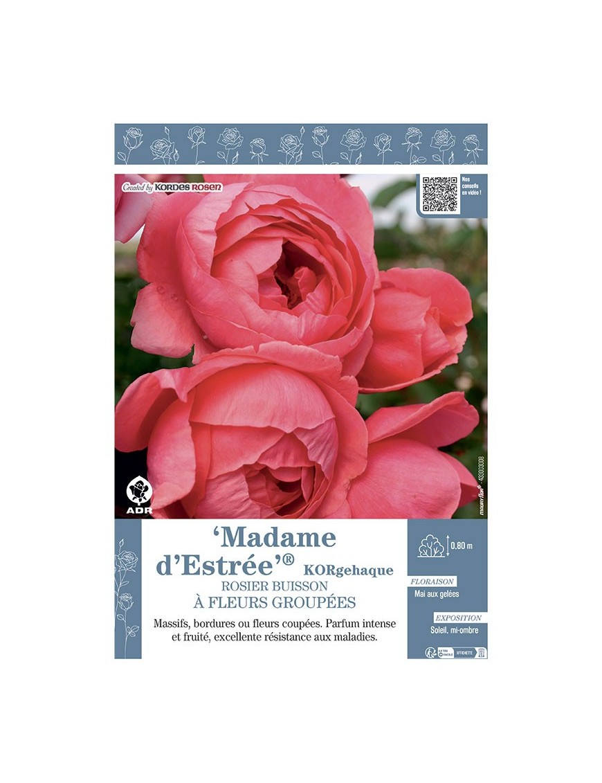 ROSIER BUISSON À FLEURS GROUPÉES MADAME D'ESTREE® Korgehaque