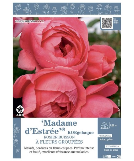ROSIER BUISSON À FLEURS GROUPÉES MADAME D'ESTREE® Korgehaque