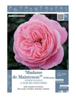 ROSIER BUISSON À FLEURS GROUPÉES MADAME DE MAINTENON® Kortekcho