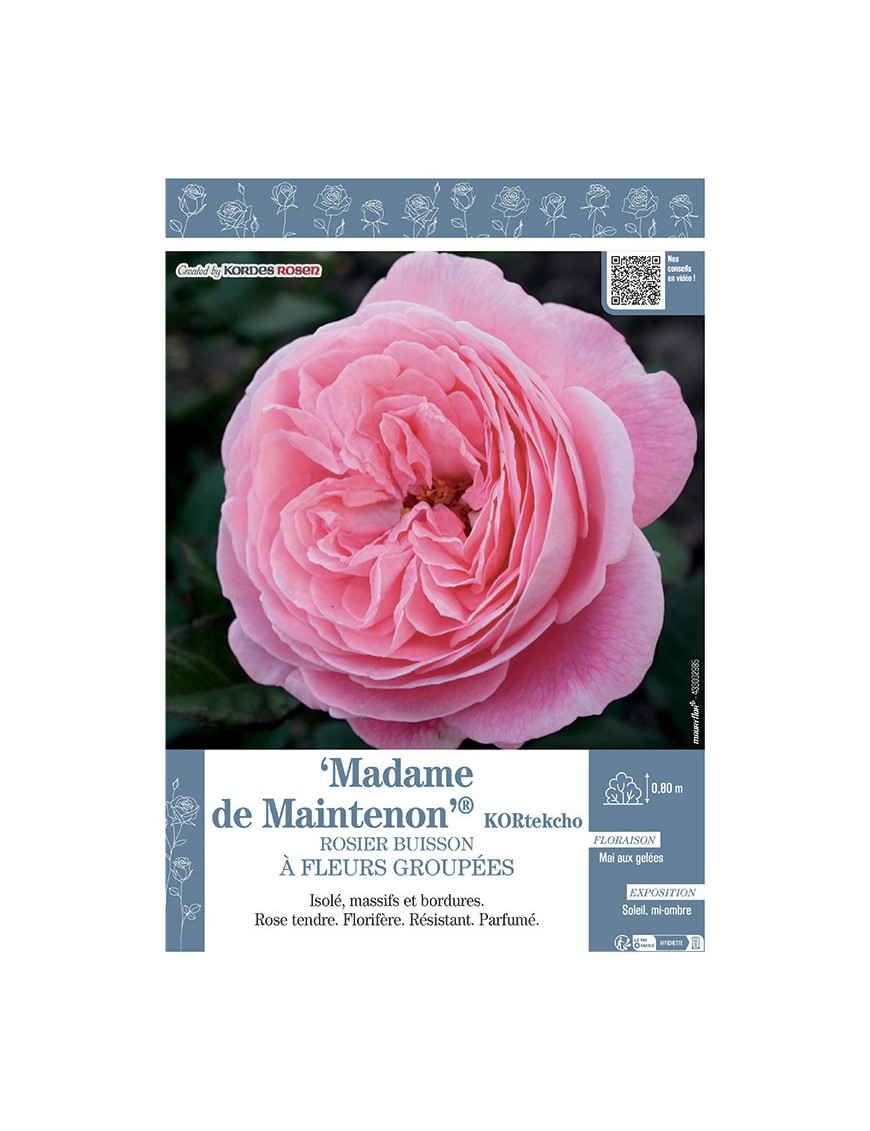 ROSIER BUISSON À FLEURS GROUPÉES MADAME DE MAINTENON® Kortekcho