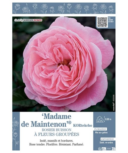 ROSIER BUISSON À FLEURS GROUPÉES MADAME DE MAINTENON® Kortekcho