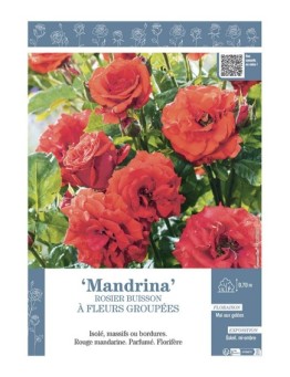 ROSIER BUISSON À FLEURS GROUPÉES MANDRINA