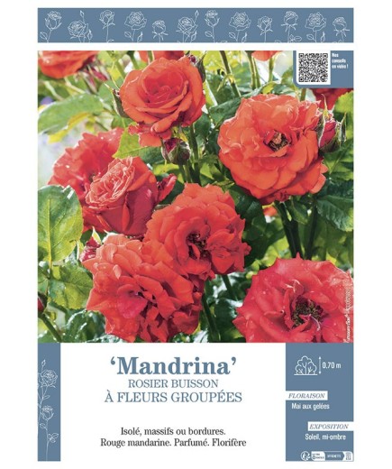 ROSIER BUISSON À FLEURS GROUPÉES MANDRINA