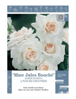 ROSIER BUISSON À FLEURS GROUPÉES MME JULES BOUCHE