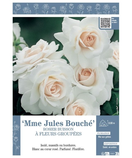 ROSIER BUISSON À FLEURS GROUPÉES MME JULES BOUCHE