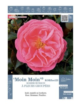 ROSIER BUISSON À FLEURS GROUPÉES MOIN MOIN® Korfloci23