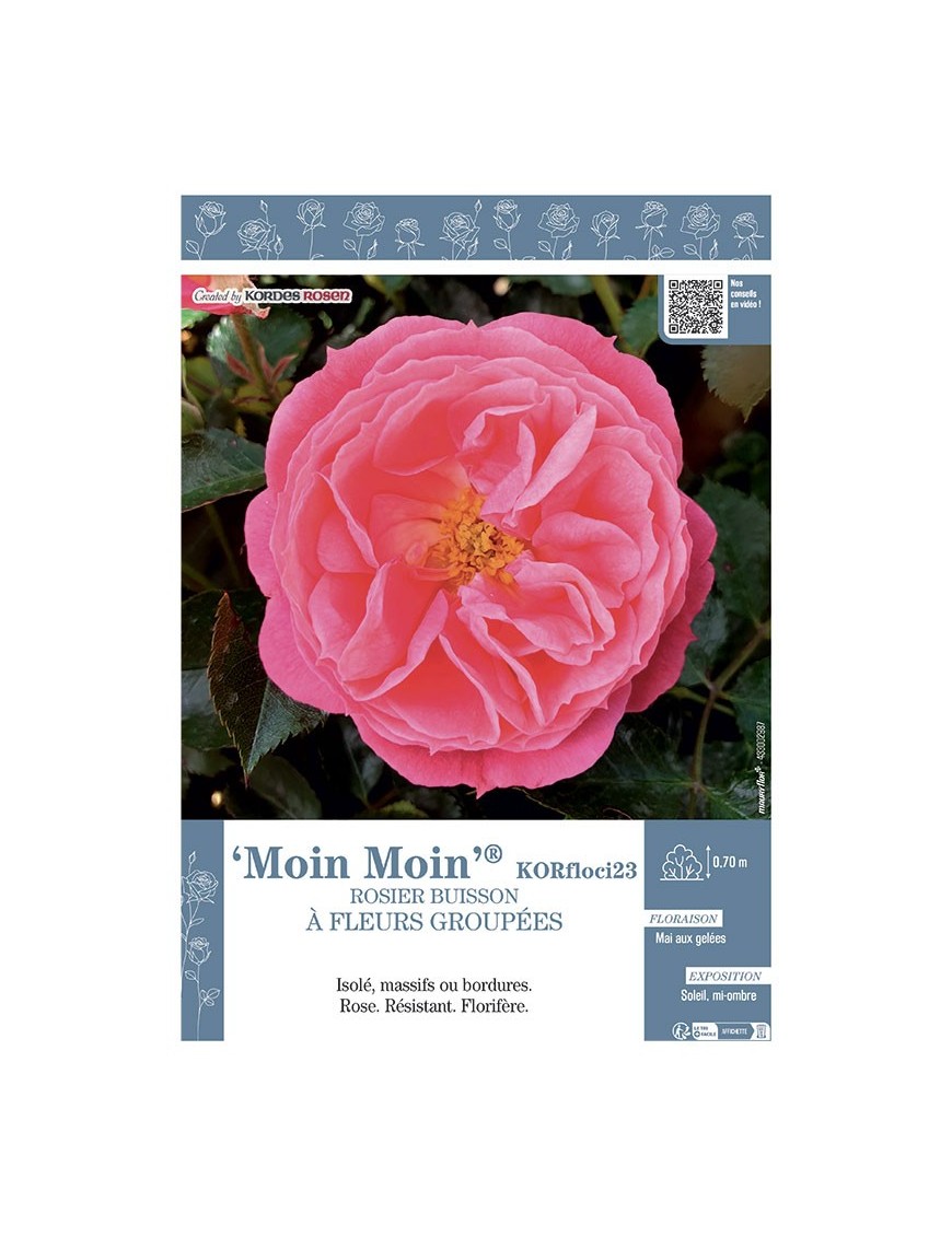 ROSIER BUISSON À FLEURS GROUPÉES MOIN MOIN® Korfloci23
