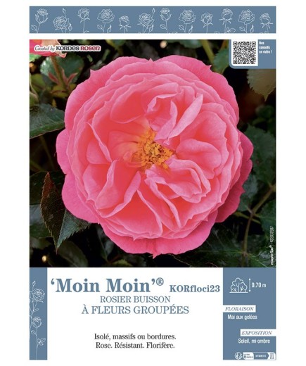 ROSIER BUISSON À FLEURS GROUPÉES MOIN MOIN® Korfloci23