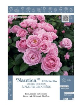 ROSIER BUISSON À FLEURS GROUPÉES NAUTICA® Korcharblo