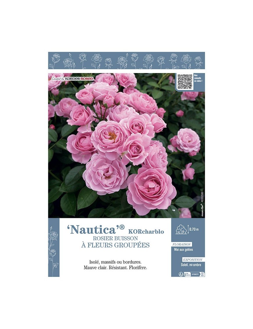 ROSIER BUISSON À FLEURS GROUPÉES NAUTICA® Korcharblo