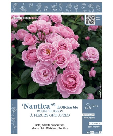 ROSIER BUISSON À FLEURS GROUPÉES NAUTICA® Korcharblo