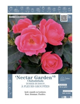 ROSIER BUISSON À FLEURS GROUPÉES NECTAR GARDEN® Chabadabada