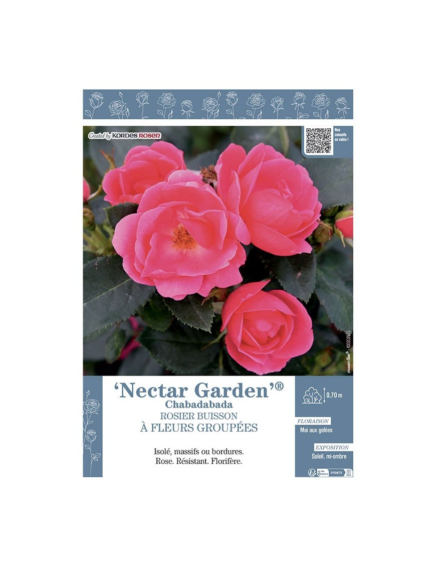 ROSIER BUISSON À FLEURS GROUPÉES NECTAR GARDEN® Chabadabada