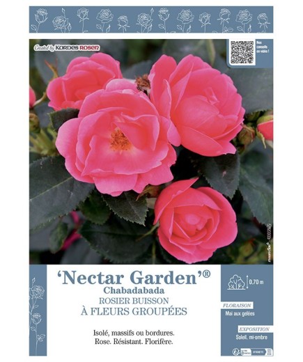 ROSIER BUISSON À FLEURS GROUPÉES NECTAR GARDEN® Chabadabada