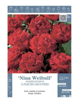 ROSIER BUISSON À FLEURS GROUPÉES NINA WEIBULL