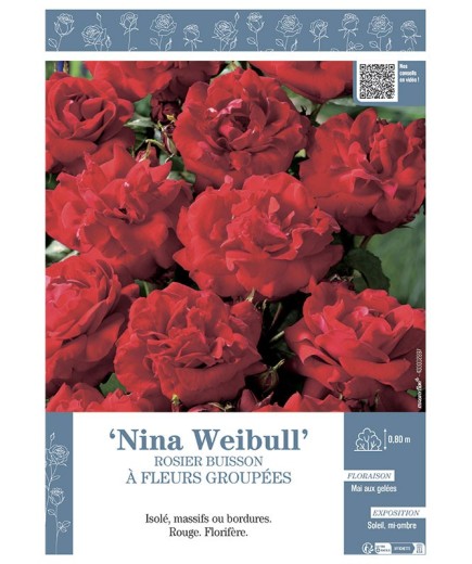 ROSIER BUISSON À FLEURS GROUPÉES NINA WEIBULL