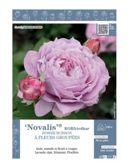 ROSIER BUISSON À FLEURS GROUPÉES NOVALIS® Korfriedhar