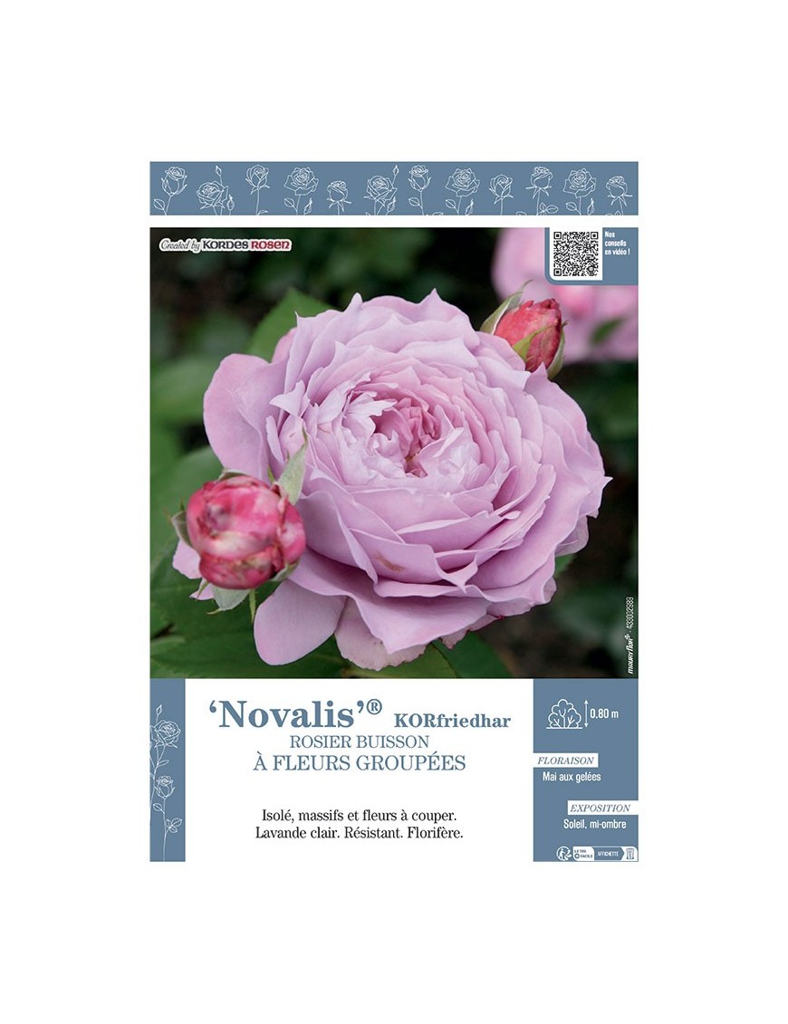 ROSIER BUISSON À FLEURS GROUPÉES NOVALIS® Korfriedhar