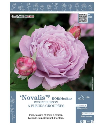 ROSIER BUISSON À FLEURS GROUPÉES NOVALIS® Korfriedhar