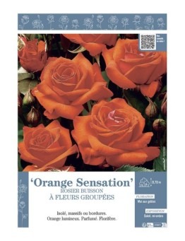 ROSIER BUISSON À FLEURS GROUPÉES ORANGE SENSATION