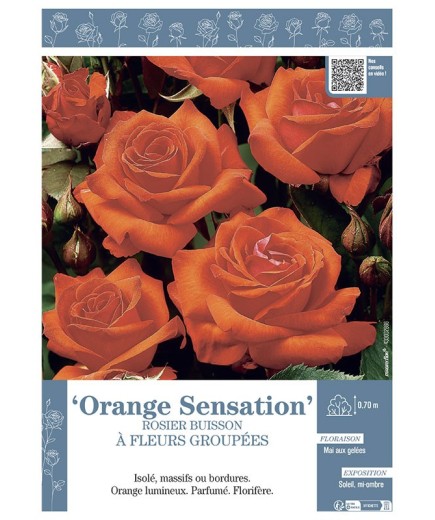 ROSIER BUISSON À FLEURS GROUPÉES ORANGE SENSATION