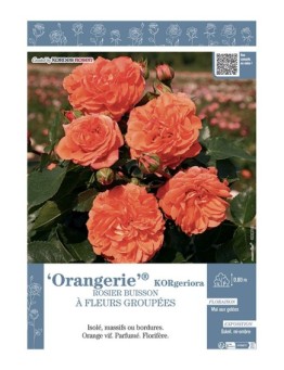 ROSIER BUISSON À FLEURS GROUPÉES ORANGERIE® Korgeriora