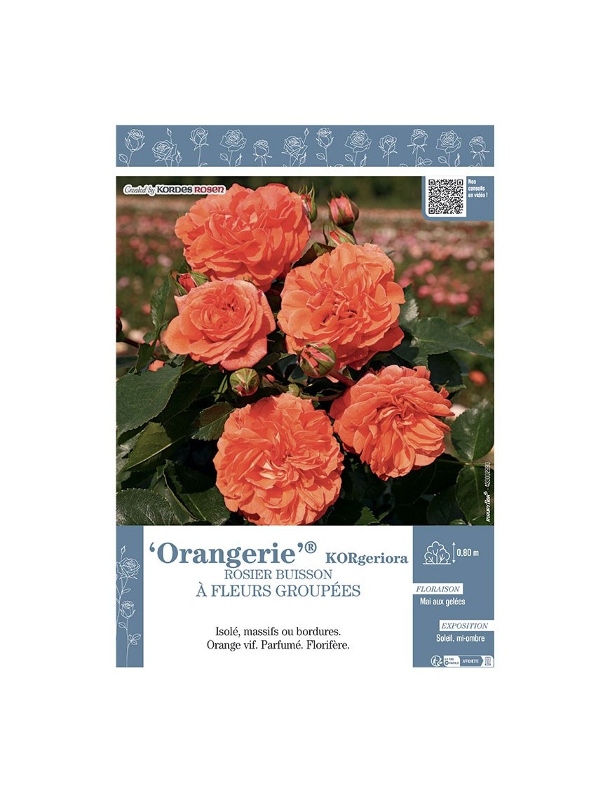 ROSIER BUISSON À FLEURS GROUPÉES ORANGERIE® Korgeriora