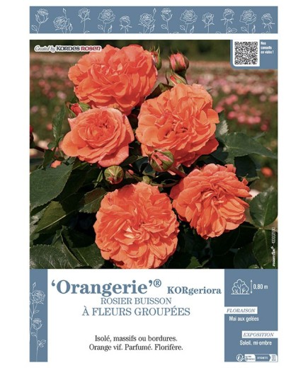 ROSIER BUISSON À FLEURS GROUPÉES ORANGERIE® Korgeriora