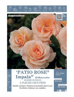 ROSIER BUISSON À FLEURS GROUPÉES PATIO ROSE® IMPALA® Korsternfue