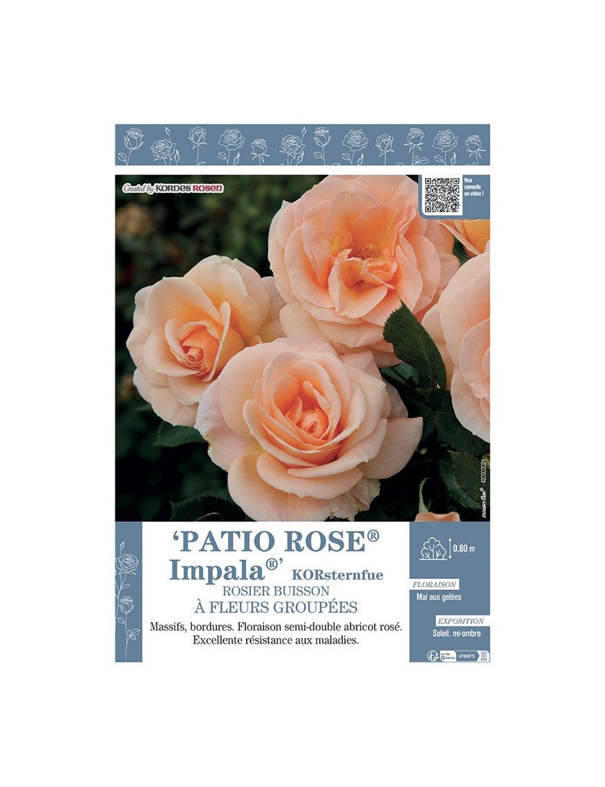 ROSIER BUISSON À FLEURS GROUPÉES PATIO ROSE® IMPALA® Korsternfue