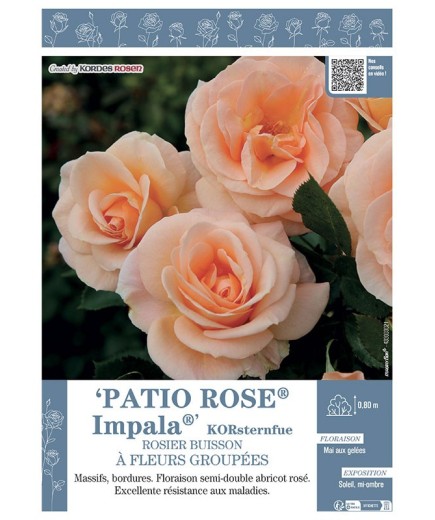ROSIER BUISSON À FLEURS GROUPÉES PATIO ROSE® IMPALA® Korsternfue