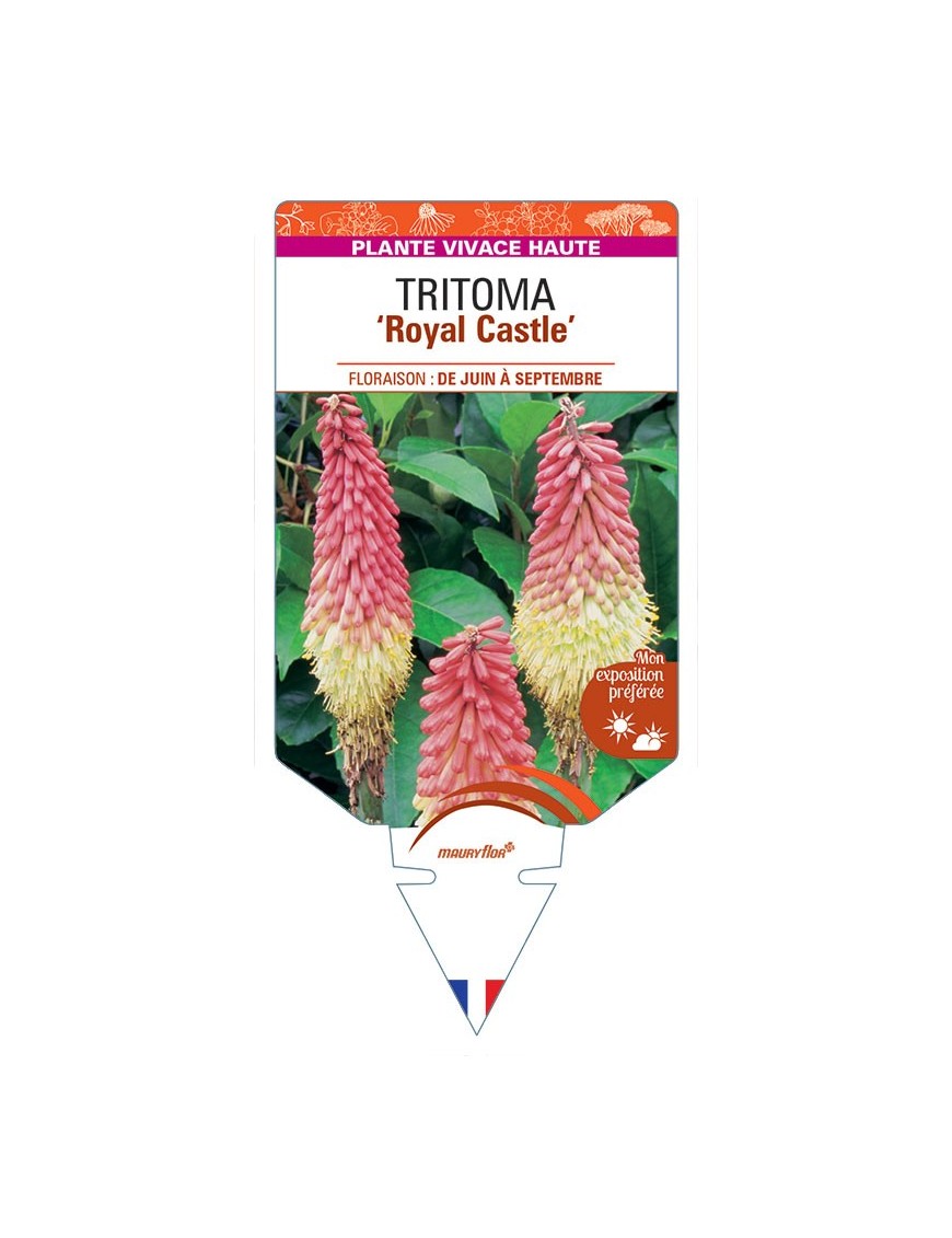 KNIPHOFIA uvaria Royal Castle voir Tritoma