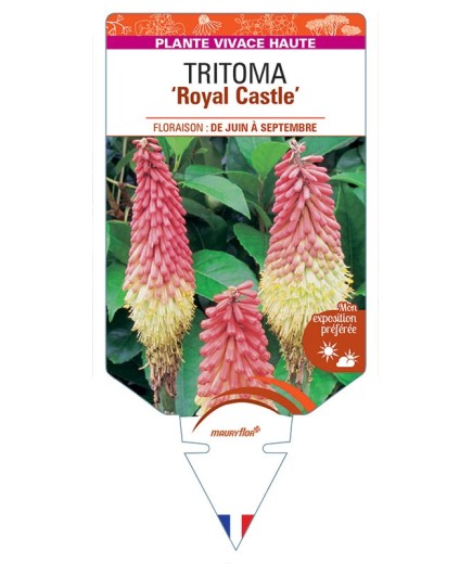 KNIPHOFIA uvaria Royal Castle voir Tritoma