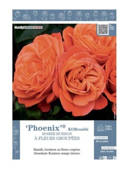 ROSIER BUISSON À FLEURS GROUPÉES PHOENIX® Korrosibi