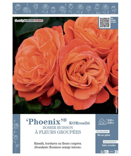 ROSIER BUISSON À FLEURS GROUPÉES PHOENIX® Korrosibi