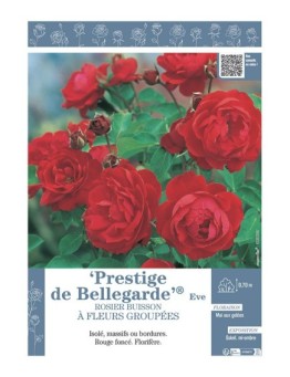 ROSIER BUISSON À FLEURS GROUPÉES PRESTIGE DE BELLEGARDE® Eve