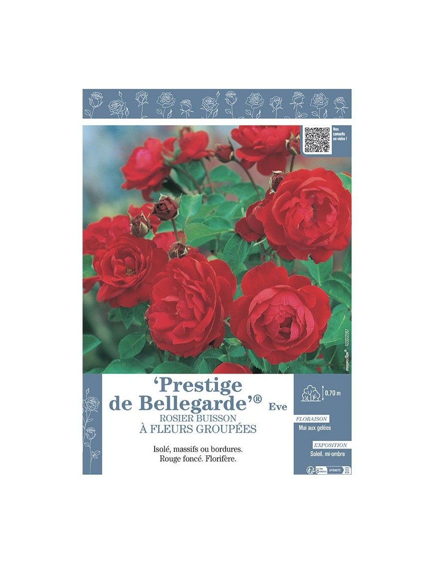 ROSIER BUISSON À FLEURS GROUPÉES PRESTIGE DE BELLEGARDE® Eve