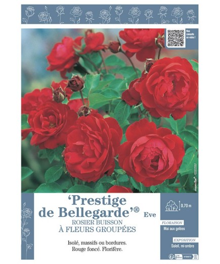 ROSIER BUISSON À FLEURS GROUPÉES PRESTIGE DE BELLEGARDE® Eve