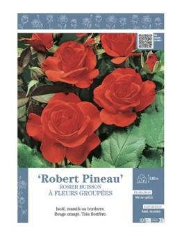 ROSIER BUISSON À FLEURS GROUPÉES ROBERT PINEAU