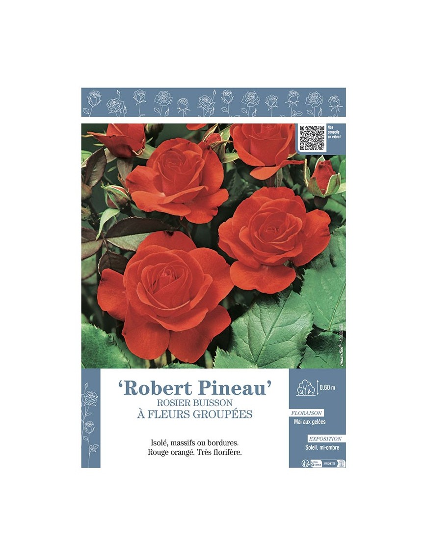 ROSIER BUISSON À FLEURS GROUPÉES ROBERT PINEAU